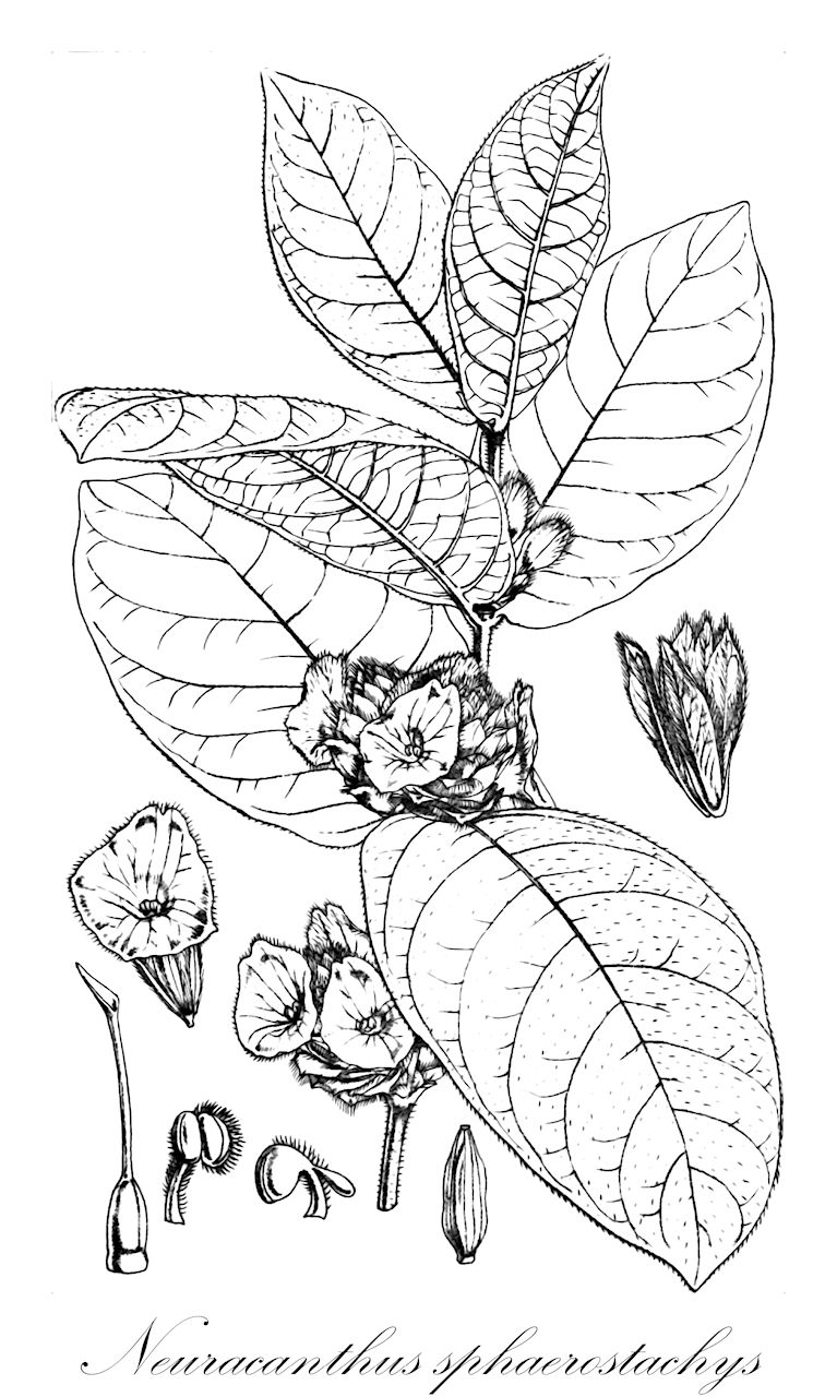 Neuracanthus sphaerostachys - Loganiaceae