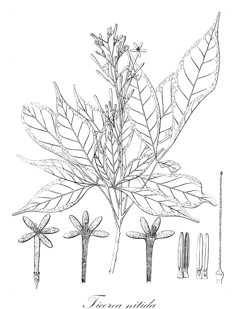 Ticorea nitida - Ticodendraceae