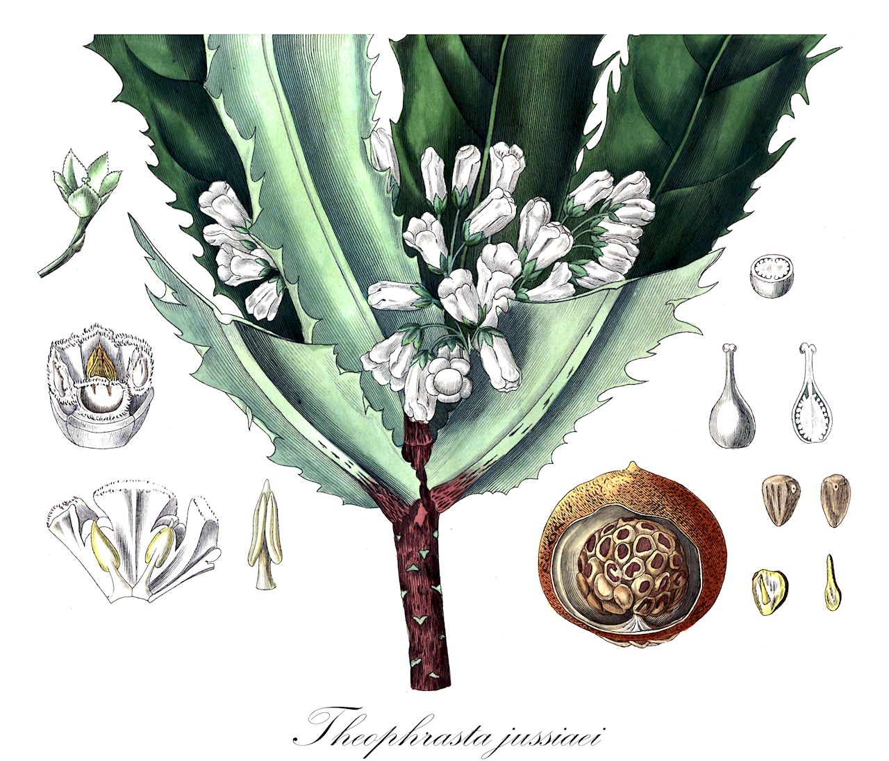 Theophrasta jussiaei - Malvaceae
