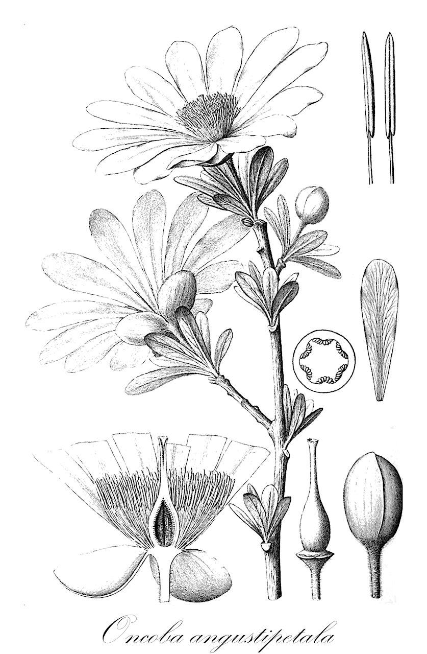 Oncoba angustipetala - Apocynaceae