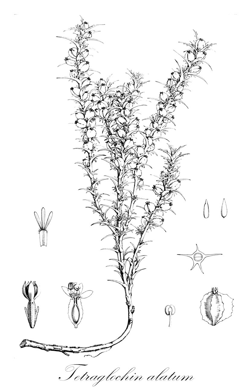 Tetraglochin alatum - Hydrodictyaceae
