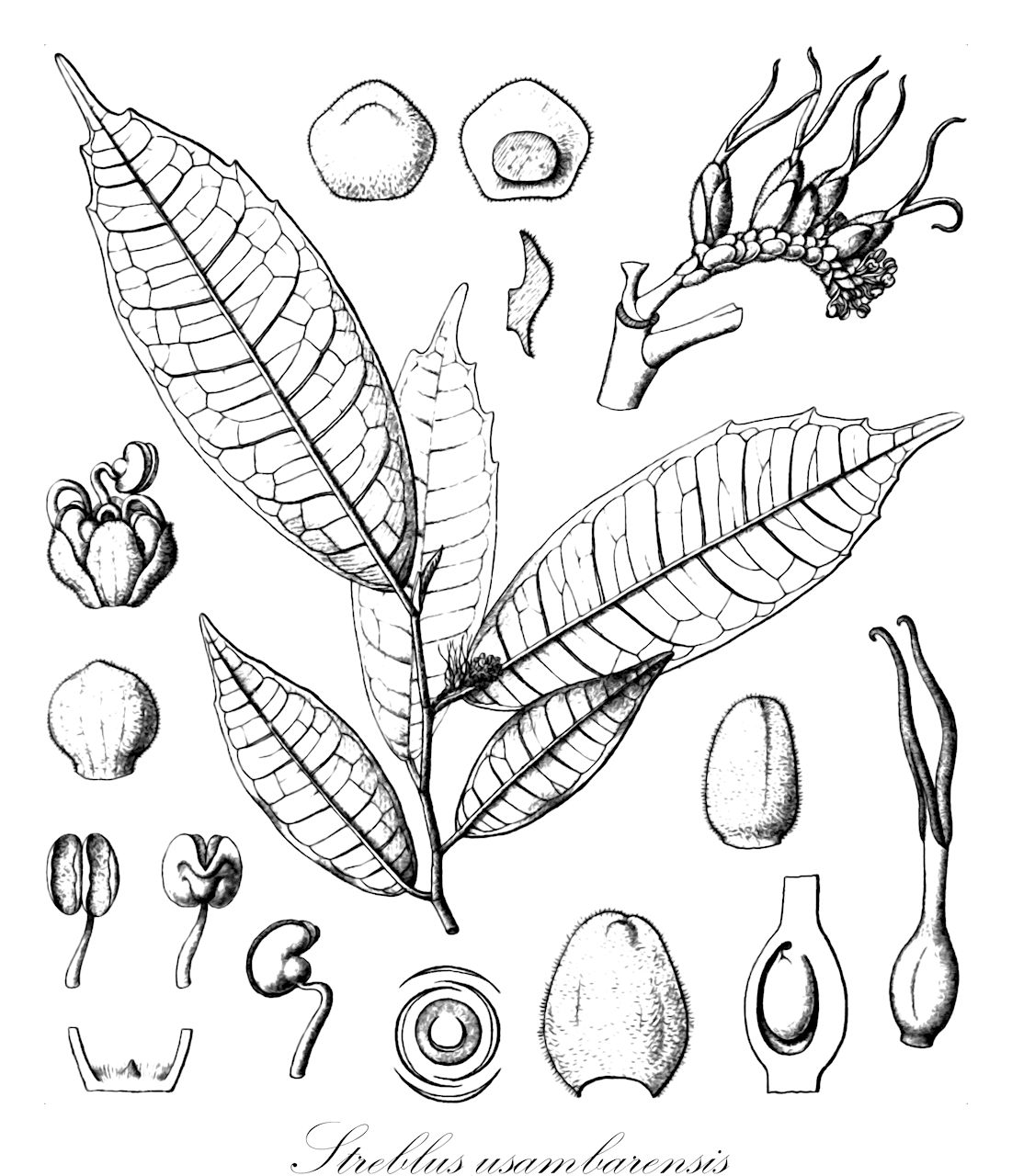 Streblus usambarensis - Moraceae