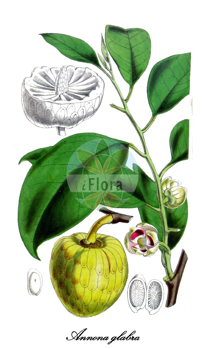 Annona glabra - Annonaceae,Plantae,Pteridobiotina,Angiosperms,Magnoliales,Annonaceae,Annona,Annona glabra,Annona australis, Annona chrysocarpa, Annona chrysocarpa, Annona klainei, Annona klainei var. moandensis, Annona klainii, Annona klainii var. moandensis, Annona laurifolia, Annona palustris, Annona palustris var. grandifolia, Annona peruviana, Annona uliginosa, Asimina arborea, Cassia ketschta, Guanabanus palustris,pond-apple