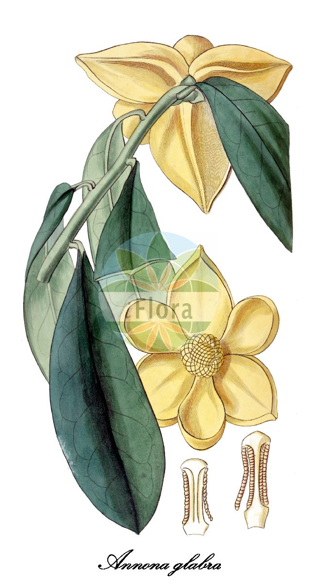 Annona glabra - Annonaceae,Plantae,Pteridobiotina,Angiosperms,Magnoliales,Annonaceae,Annona,Annona glabra,Annona australis, Annona chrysocarpa, Annona chrysocarpa, Annona klainei, Annona klainei var. moandensis, Annona klainii, Annona klainii var. moandensis, Annona laurifolia, Annona palustris, Annona palustris var. grandifolia, Annona peruviana, Annona uliginosa, Asimina arborea, Cassia ketschta, Guanabanus palustris,pond-apple