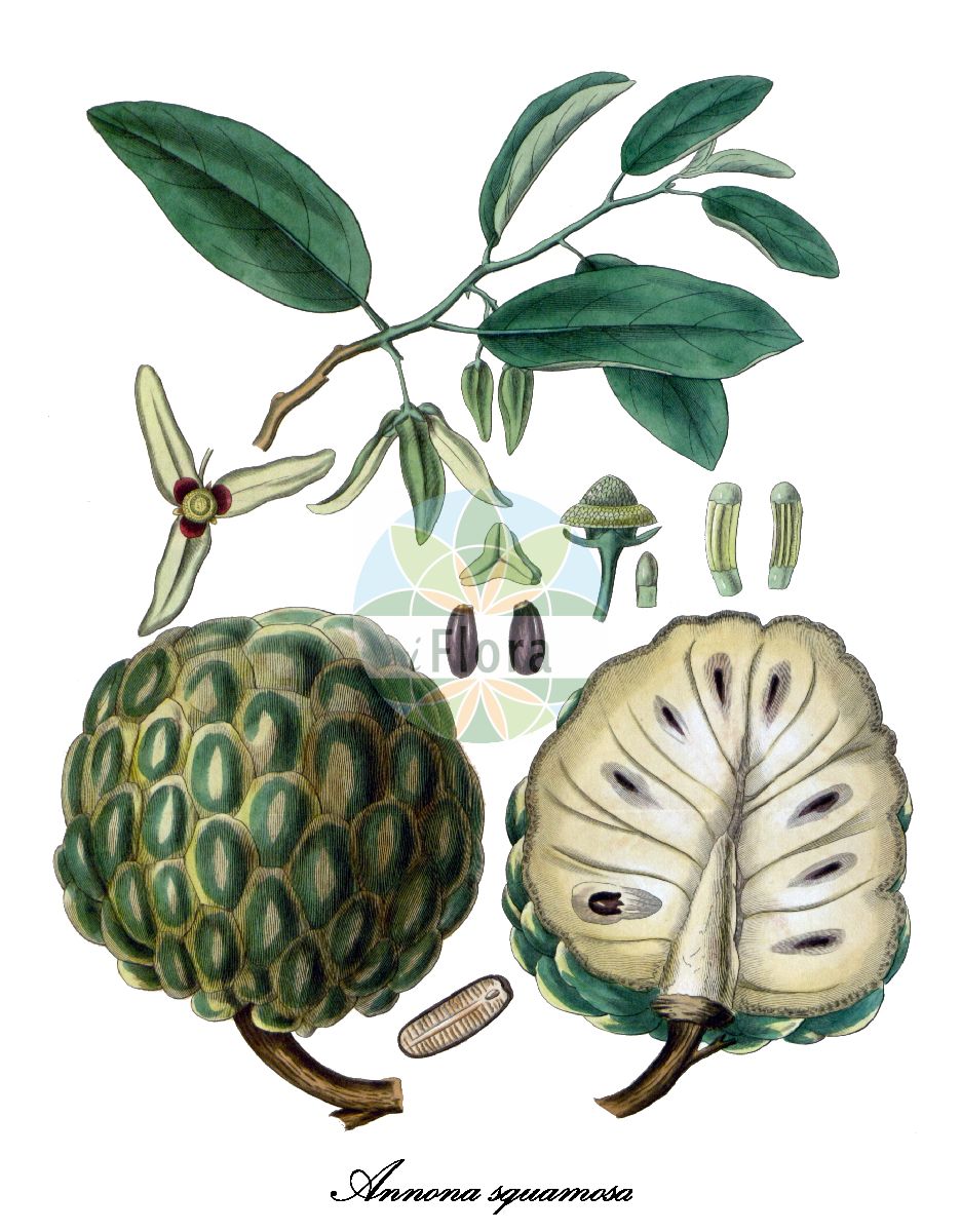 Annona squamosa - Annonaceae,Plantae,Pteridobiotina,Angiosperms,Magnoliales,Annonaceae,Annona,Annona squamosa,Annona asiatica, Annona asiatica, Annona cinerea, Annona distincta, Annona forskahlii, Annona forsskalii, Annona glabra, Annona squamosa, Annona squamosa f. parvifolia, Guanabanus squamosus, Xylopia frutescens, Xylopia glabra, Xylopicron glabrum,sugar-apple;sweetsop