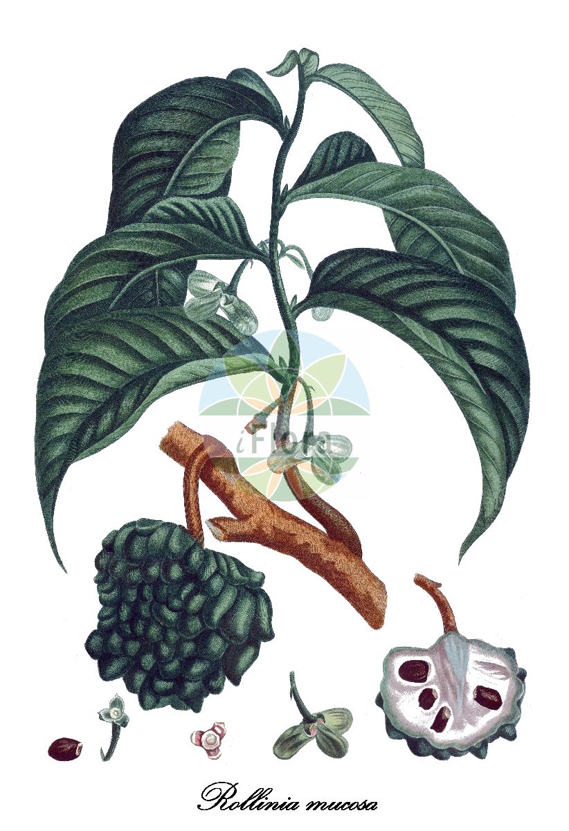 Annona mucosa - Annonaceae,Plantae,Pteridobiotina,Angiosperms,Magnoliales,Annonaceae,Annona,Annona mucosa,Annona biflora, Annona muscosa, Annona obtusiflora, Annona obtusifolia, Annona parviflora, Annona pteropetala, Annona reticulata, Annona reticulata var. mucosa, Annona squamosa, Rollinia biflora, Rollinia curvipetala, Rollinia deliciosa, Rollinia jimenezii, Rollinia jimenezii var. nelsonii, Rollinia micrantha, Rollinia mucosa, Rollinia mucosa subsp. aequatorialis, Rollinia mucosa subsp. portoricensis, Rollinia mucosa var. macropoda, Rollinia mucosa var. neglecta, Rollinia neglecta, Rollinia orthopetala, Rollinia permensis, Rollinia pterocarpa, Rollinia pulchrinervia, Rollinia sieberi, Rolliniopsis parviflora var. angustifolia