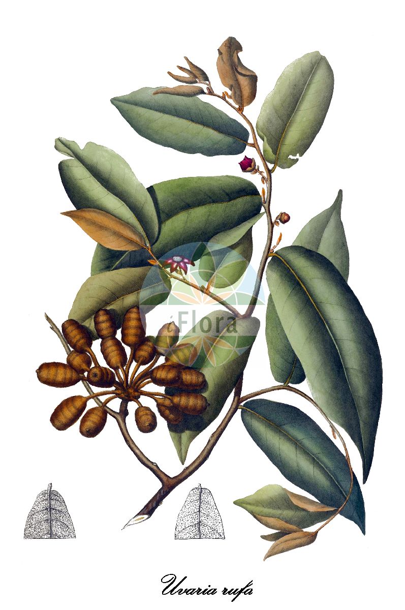 Uvaria rufa - Annonaceae,Plantae,Pteridobiotina,Angiosperms,Magnoliales,Annonaceae,Uvaria,Uvaria rufa,Guatteria rufa, Unona setigera, Uva rufa, Uvaria astrosticta, Uvaria bancana, Uvaria branderhorstii, Uvaria fauveliana, Uvaria hamiltonii var. fauveliana, Uvaria ridleyi, Uvaria setigera, Uvaria solanifolia