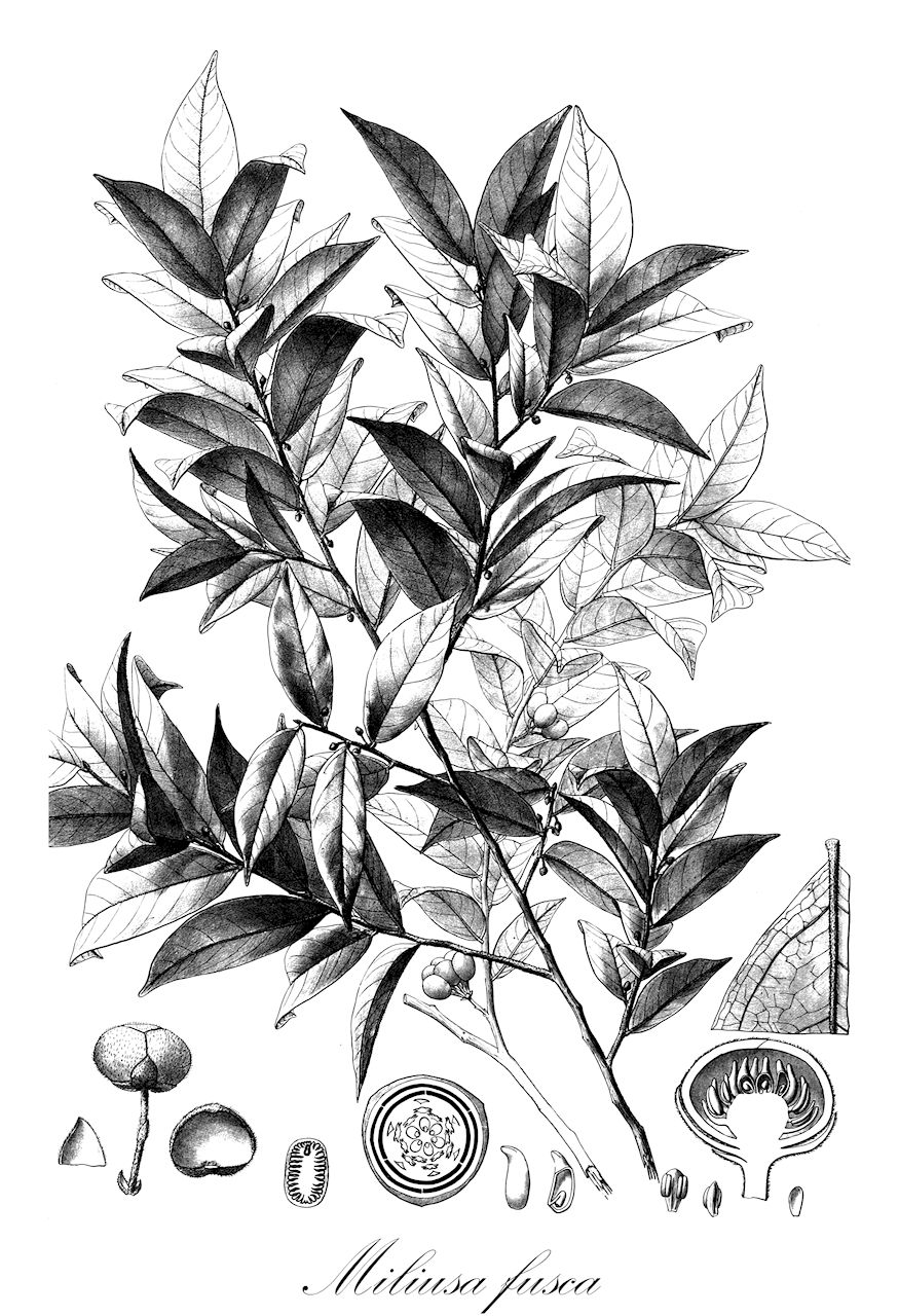 Miliusa fusca - Annonaceae,Plantae,Pteridobiotina,Angiosperms,Magnoliales,Annonaceae,Miliusa,Miliusa fusca,Miliusa mollis var. sparsior