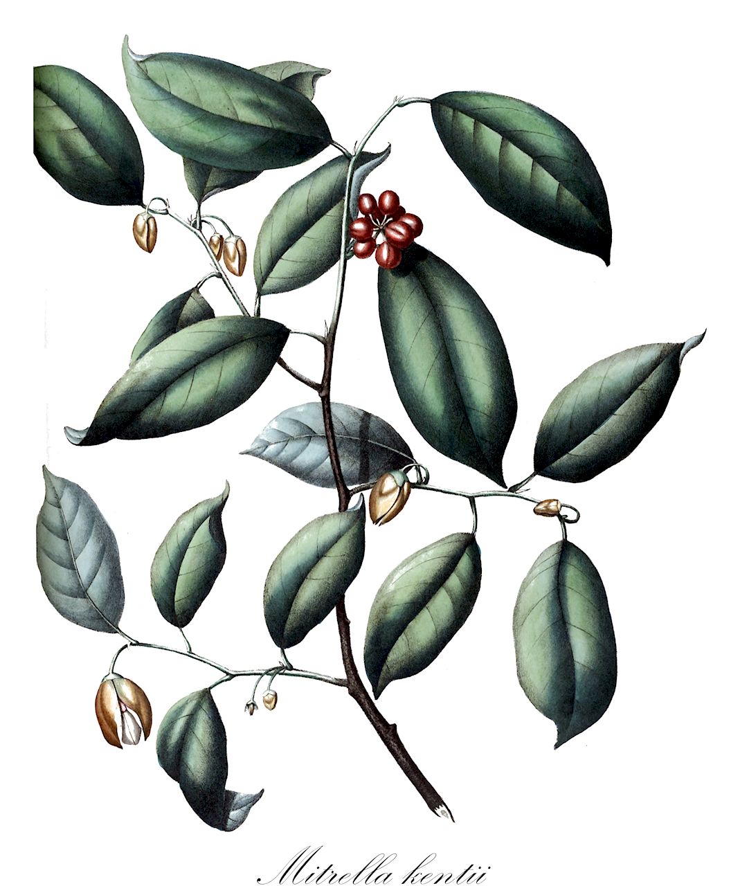 Mitrella kentii - Annonaceae,Plantae,Pteridobiotina,Angiosperms,Magnoliales,Annonaceae,Mitrella,Mitrella kentii,Fissistigma kentii, Fissistigma mabiforme, Melodorum kentii, Melodorum pisocarpum, Orophea borneensis, Polyalthia kentii, Unona kentii, Uvaria elegans, Uvaria mabiformis