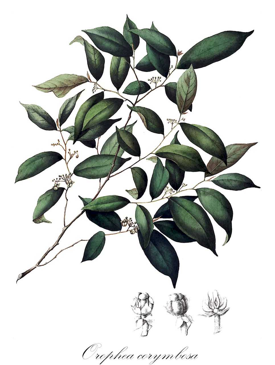 Orophea corymbosa - Annonaceae,Plantae,Pteridobiotina,Angiosperms,Magnoliales,Annonaceae,Orophea,Orophea corymbosa,Bocagea corymbosa, Orophea enterocarpoidea