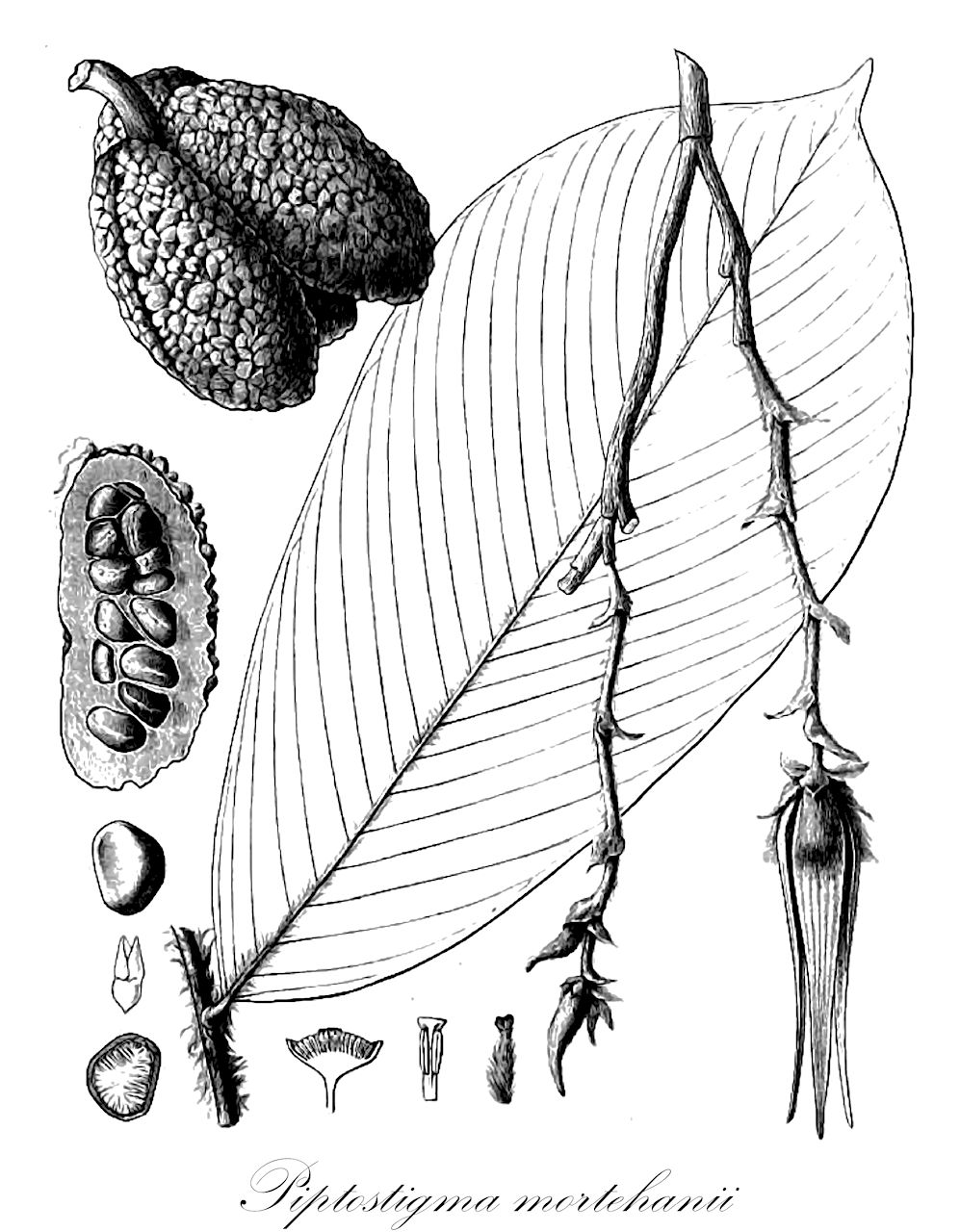Piptostigma mortehanii - Annonaceae,Plantae,Pteridobiotina,Angiosperms,Magnoliales,Annonaceae,Piptostigma,Piptostigma mortehanii,Piptostigma fouryi, Piptostigma longepilosum var. subnudum, Piptostigma mortehani var. pilosa, Piptostigma mortehanii var. pilosa