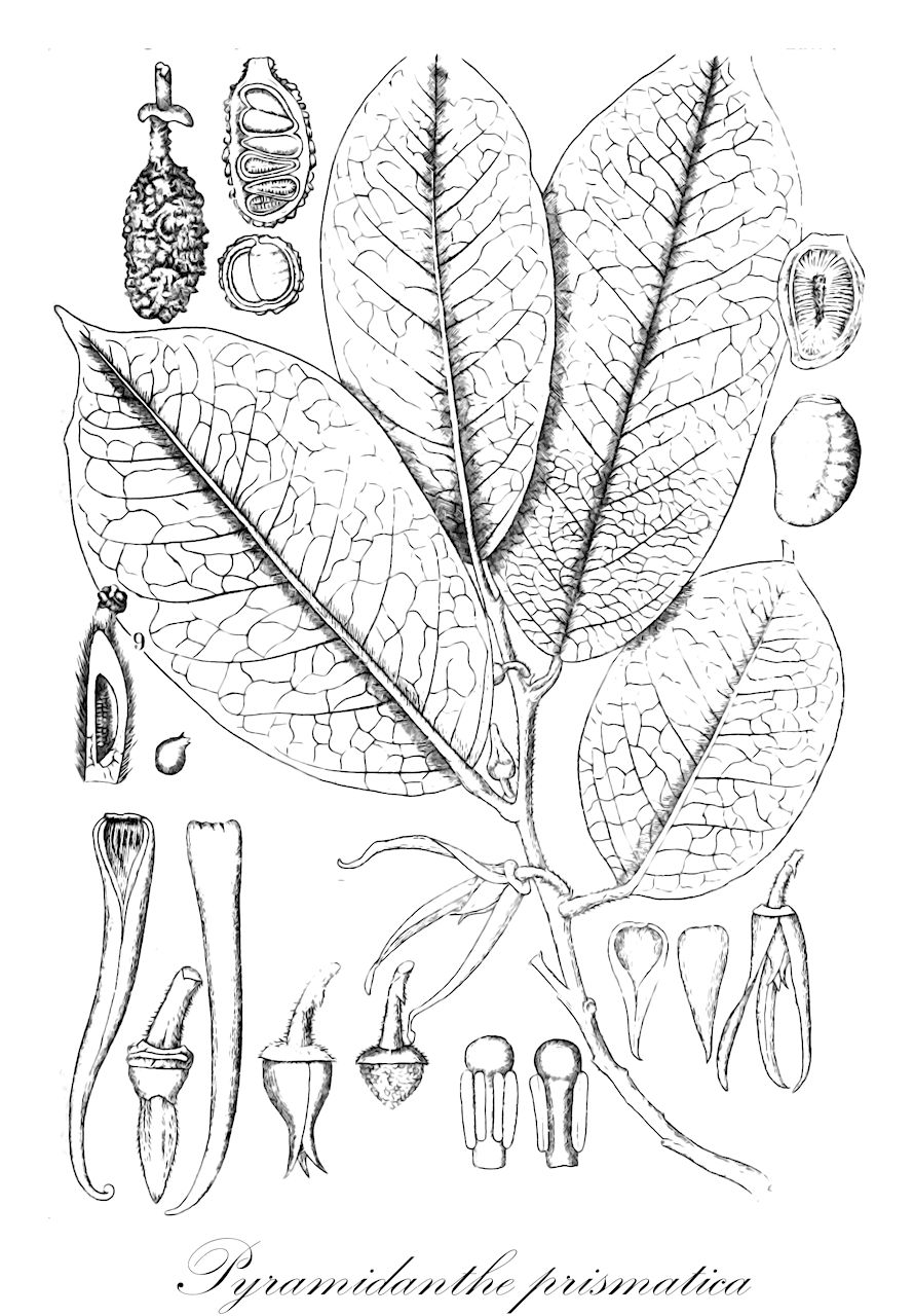 Pyramidanthe prismatica - Annonaceae,Plantae,Pteridobiotina,Angiosperms,Magnoliales,Annonaceae,Pyramidanthe,Pyramidanthe prismatica,Fissistigma cylindricum, Fissistigma maingayi, Fissistigma prismaticum, Fissistigma rigidum, Melodorum cylindricum, Melodorum maingayi, Melodorum prismaticum, Melodorum rigidum, Oxymitra bassiifolia, Pyramidanthe prismatica var. parvifolia, Pyramidanthe rufa, Pyramidanthe rufa var. parvifolia, Uvaria prismatica, Uvaria rufa