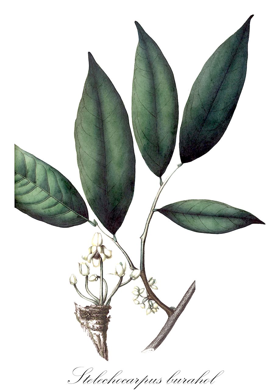 Stelechocarpus burahol - Annonaceae,Plantae,Pteridobiotina,Angiosperms,Magnoliales,Annonaceae,Stelechocarpus,Stelechocarpus burahol,Guatteria toralak, Stelechocarpus burahol var. longiflorus, Uvaria burahol