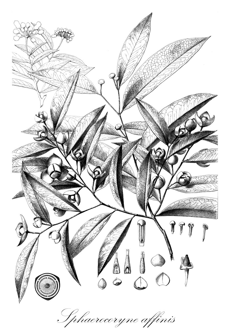 Sphaerocoryne affinis - Annonaceae,Plantae,Pteridobiotina,Angiosperms,Magnoliales,Annonaceae,Sphaerocoryne,Sphaerocoryne affinis,Dasymaschalon scandens, Melodorum aberrans, Melodorum clavipes, Melodorum lefevrii, Mitrella aberrans, Mitrella mesnyi, Monoon submitratum, Polyalthia aberrans, Polyalthia affinis, Polyalthia siamensis, Polyalthia submitrata, Popowia aberrans, Popowia mesnyi, Sphaerocoryne aberrans, Sphaerocoryne clavipes, Sphaerocoryne siamensis, Unona mesnyi