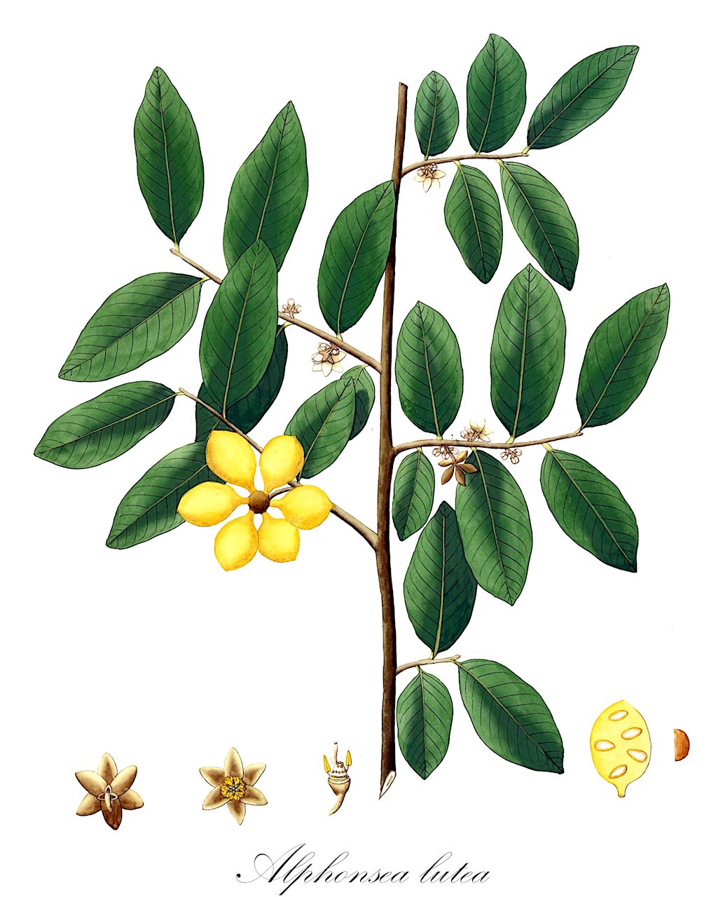 Alphonsea lutea - Annonaceae,Plantae,Pteridobiotina,Angiosperms,Magnoliales,Annonaceae,Alphonsea,Alphonsea lutea,Alphonsea madraspatana, Alphonsea sclerocarpa, Bocagea lutea, Uvaria lutea, Uvaria montana, Uvaria russelii