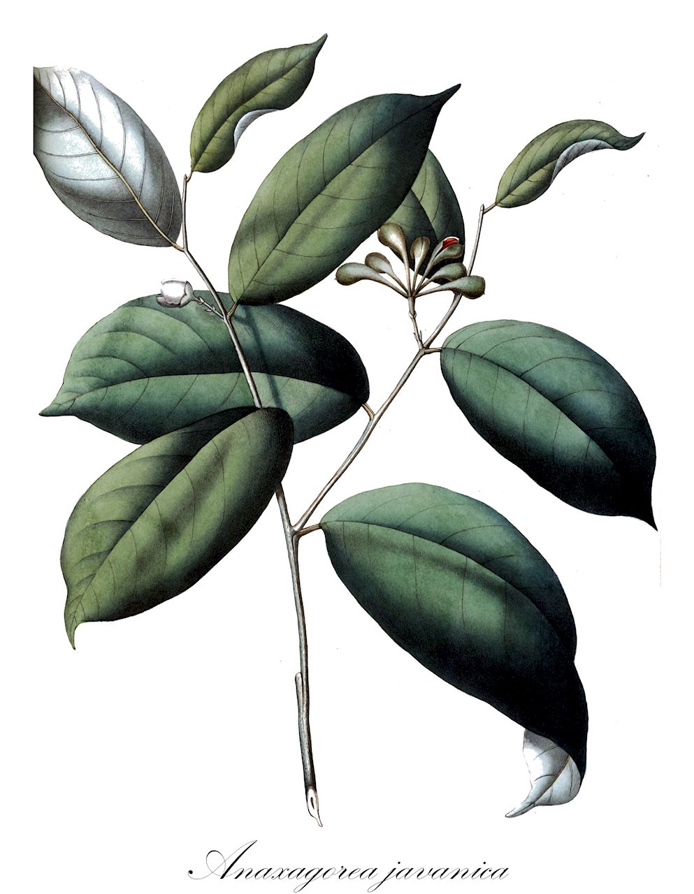 Anaxagorea javanica - Annonaceae,Plantae,Pteridobiotina,Angiosperms,Magnoliales,Annonaceae,Anaxagorea,Anaxagorea javanica