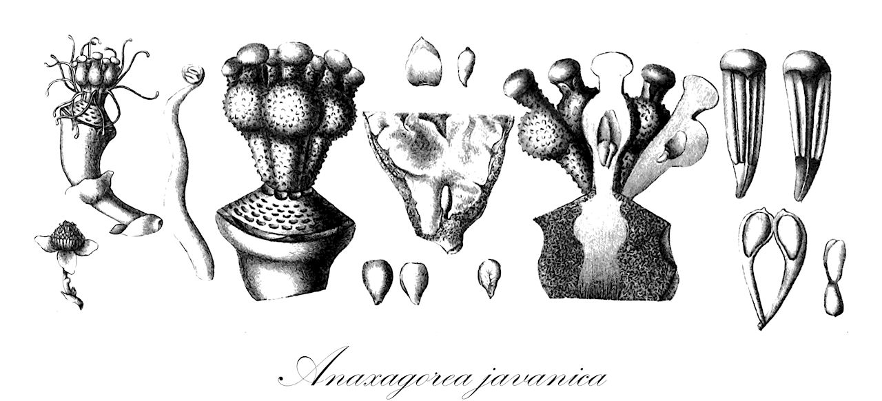 Anaxagorea javanica - Annonaceae,Plantae,Pteridobiotina,Angiosperms,Magnoliales,Annonaceae,Anaxagorea,Anaxagorea javanica