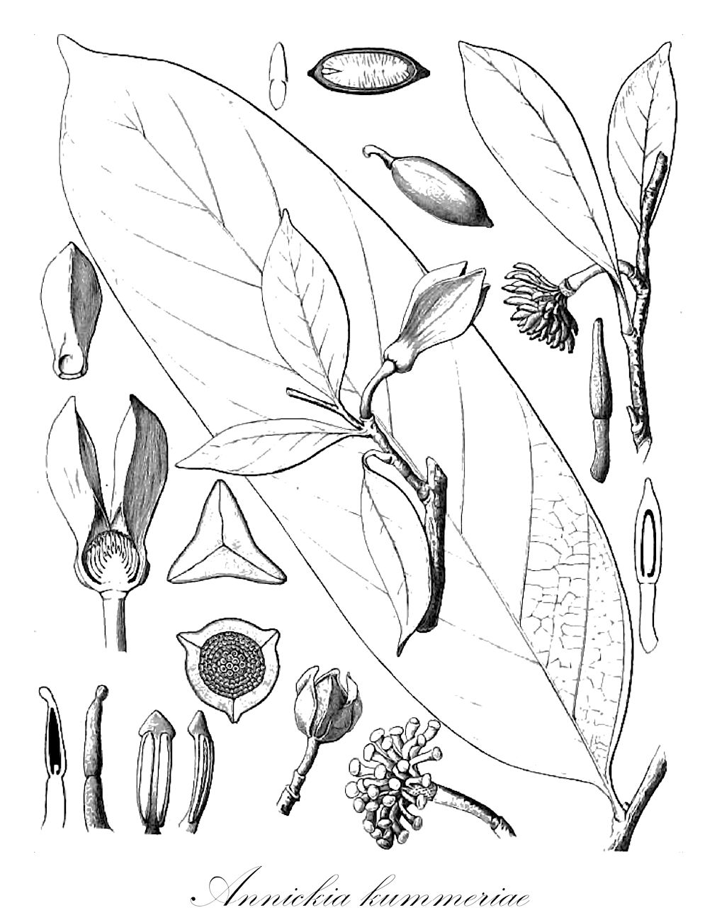 Annickia kummeriae - Annonaceae,Plantae,Pteridobiotina,Angiosperms,Magnoliales,Annonaceae,Annickia,Annickia kummeriae,Enantia kummeriae