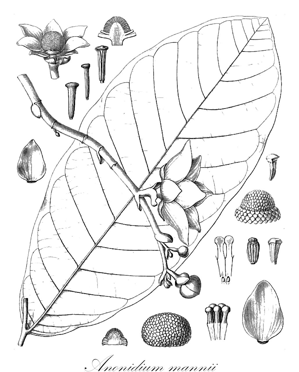 Anonidium mannii - Annonaceae,Plantae,Pteridobiotina,Angiosperms,Magnoliales,Annonaceae,Anonidium,Anonidium mannii,Annona laurentii, Annona mannii, Anonidium laurentii, Uva crassipetala, Uvaria crassipetala