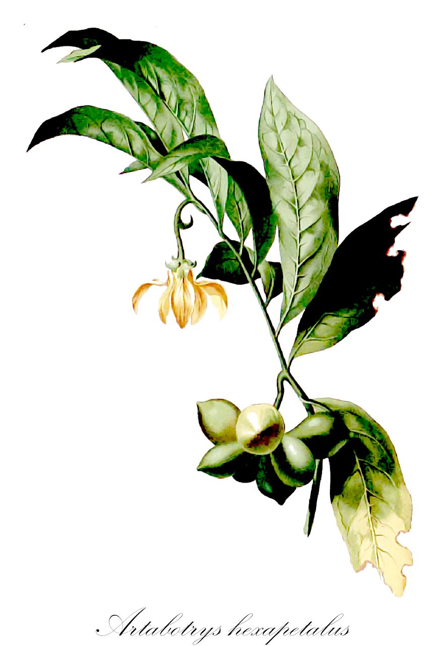 Artabotrys hexapetalus - Annonaceae,Plantae,Pteridobiotina,Angiosperms,Magnoliales,Annonaceae,Artabotrys,Artabotrys hexapetalus,Annona hexapetala, Annona uncinata, Artabotrys hamatus, Artabotrys intermedius, Artabotrys odoratissimus, Artabotrys odoratissimus, Artabotrys odoratissimus var. intermedius, Artabotrys uncata, Artabotrys uncatus, Artabotrys uncinatus, Unona esculenta, Unona hamata, Unona odoratissima, Unona uncata, Unona uncinata, Uvaria esculenta, Uvaria hamata, Uvaria odoratissima, Uvaria sinensis, Uvaria uncata