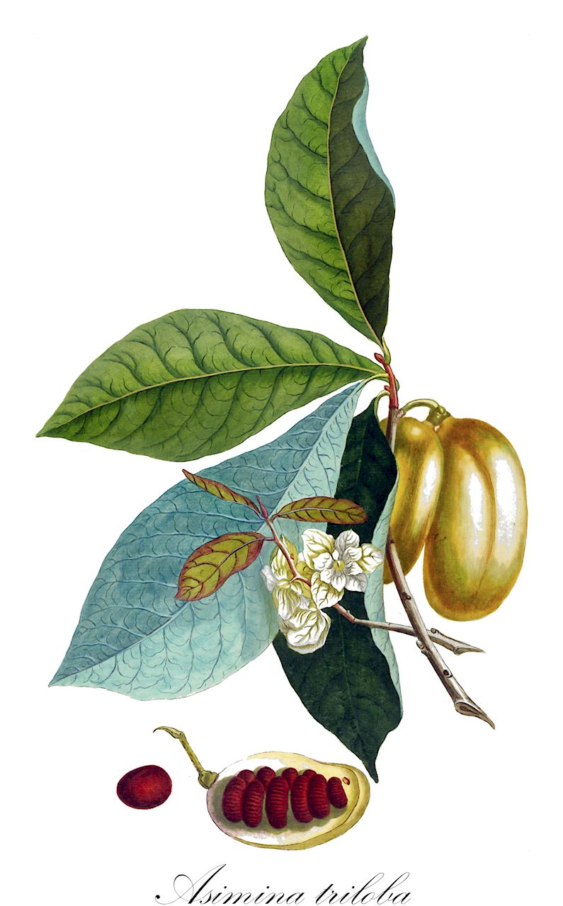 Asimina triloba - Annonaceae,Plantae,Pteridobiotina,Angiosperms,Magnoliales,Annonaceae,Asimina,Asimina triloba,Annona pendula, Annona triloba, Asimina campaniflora, Asimina conoidea, Asimina glabra, Asimina virginiana, Orchidocarpum arietinum, Porcelia triloba, Uvaria conoidea, Uvaria triloba,Papau;aciminier;dog-banana;indian-banana;pawpaw