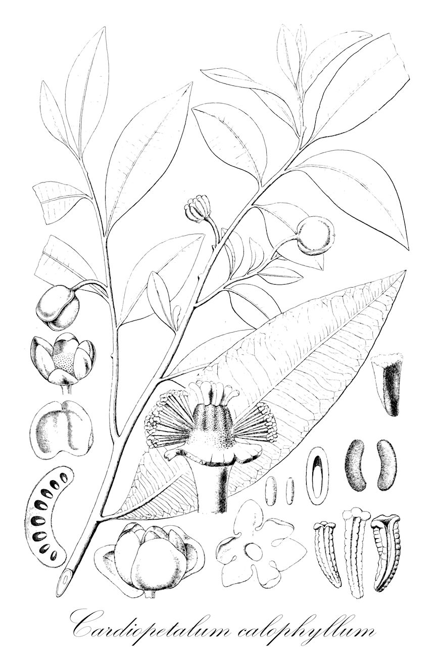 Cardiopetalum calophyllum - Annonaceae,Plantae,Pteridobiotina,Angiosperms,Magnoliales,Annonaceae,Cardiopetalum,Cardiopetalum calophyllum,Cymbopetalum parvifolium, Duguetia schlechtendaliana, Hexalobus brasiliensis, Stormia brasiliensis