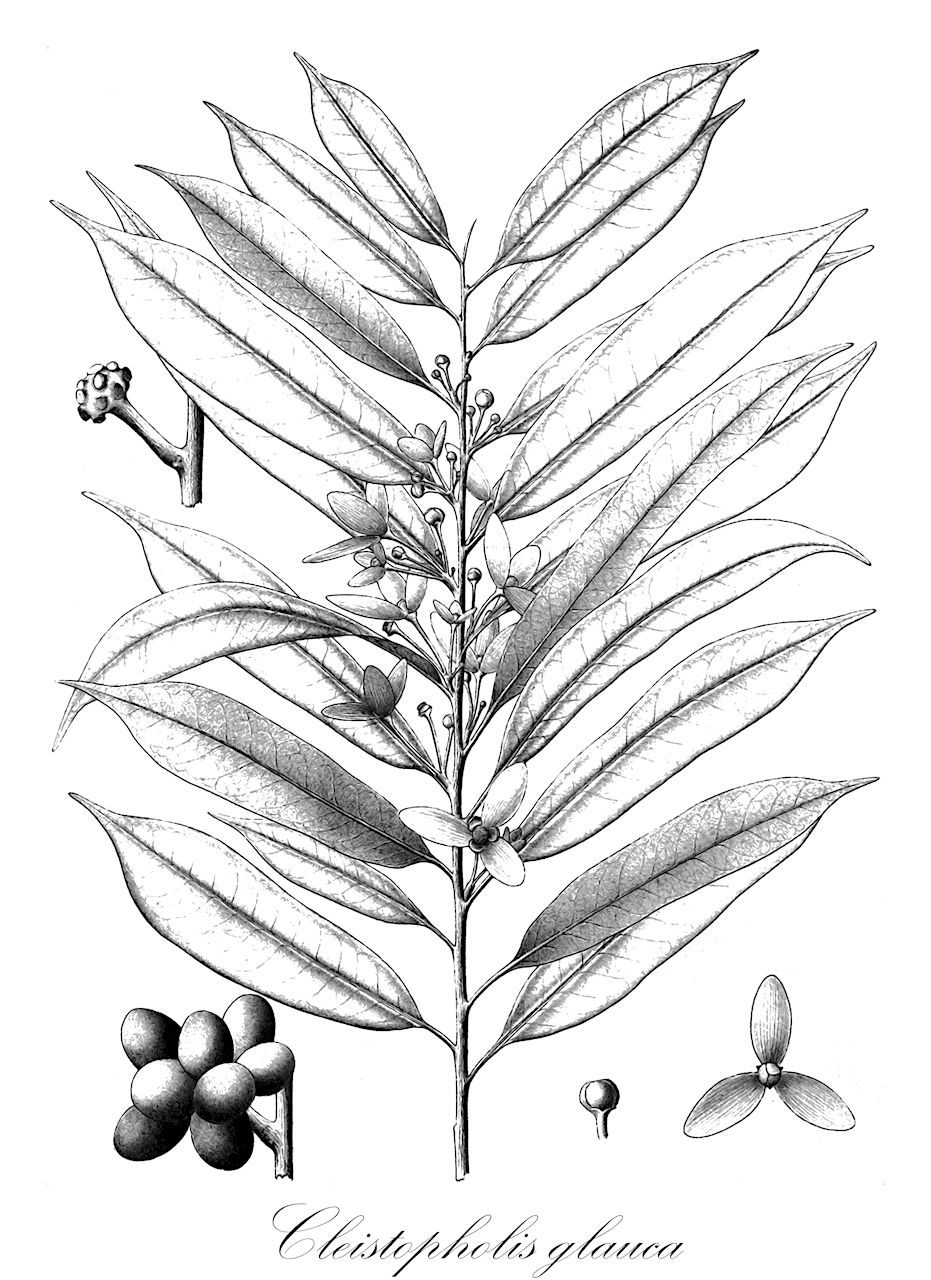 Cleistopholis glauca - Annonaceae,Plantae,Pteridobiotina,Angiosperms,Magnoliales,Annonaceae,Cleistopholis,Cleistopholis glauca,Cleistopholis bequaertii, Cleistopholis grandiflora