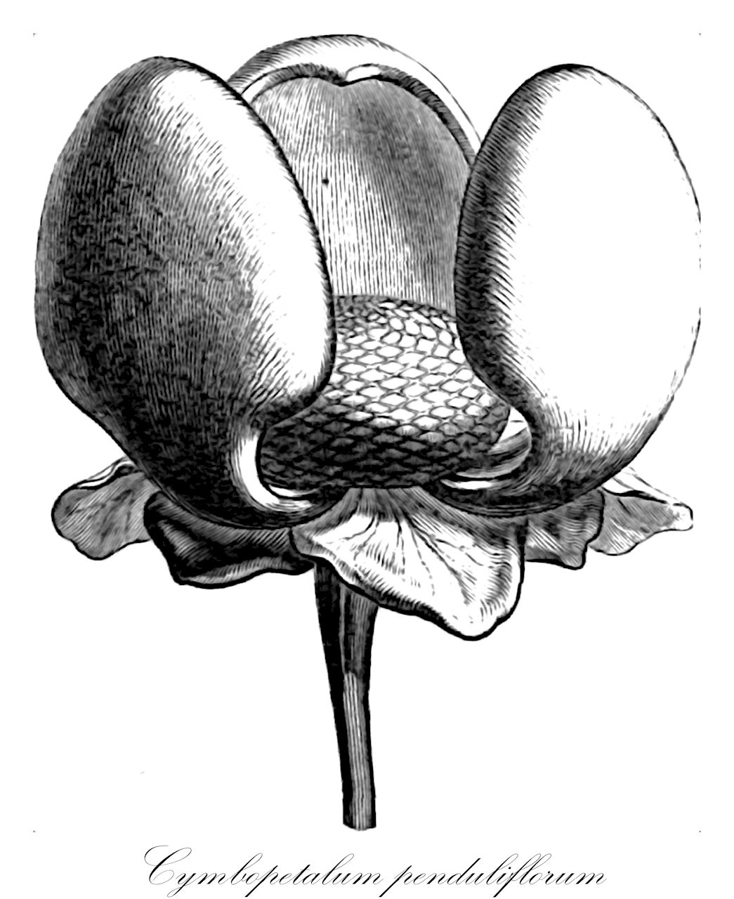 Cymbopetalum penduliflorum - Annonaceae,Plantae,Pteridobiotina,Angiosperms,Magnoliales,Annonaceae,Cymbopetalum,Cymbopetalum penduliflorum,Porcelia cinnamomea, Porcelia cinnamonema, Unona penduliflora