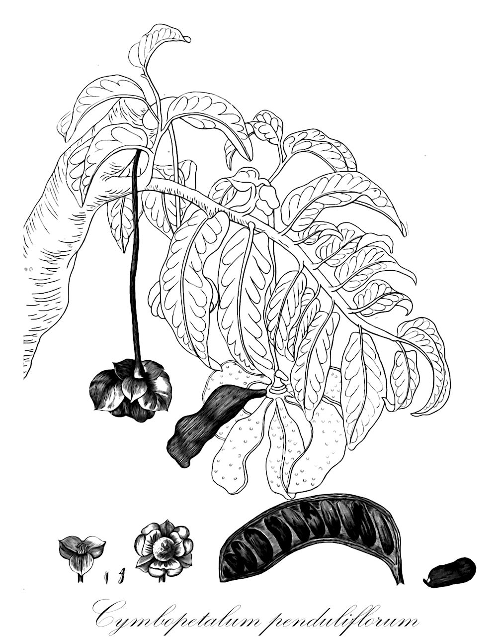 Cymbopetalum penduliflorum - Annonaceae,Plantae,Pteridobiotina,Angiosperms,Magnoliales,Annonaceae,Cymbopetalum,Cymbopetalum penduliflorum,Porcelia cinnamomea, Porcelia cinnamonema, Unona penduliflora