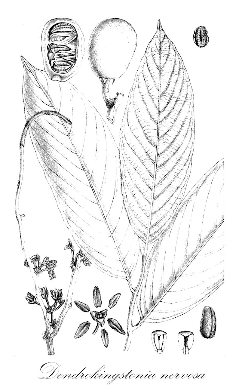 Dendrokingstonia nervosa - Annonaceae,Bocagea nervosa, Kingstonia nervosa,Plantae,Pteridobiotina,Angiosperms,Magnoliales,Annonaceae,Dendrokingstonia,Dendrokingstonia nervosa