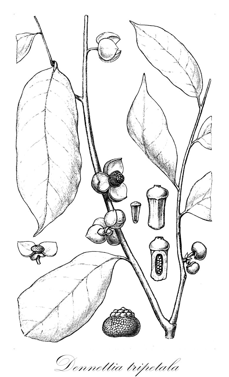 Dennettia tripetala - Annonaceae,Plantae,Pteridobiotina,Angiosperms,Magnoliales,Annonaceae,Dennettia,Dennettia tripetala,Uvariopsis tripetala