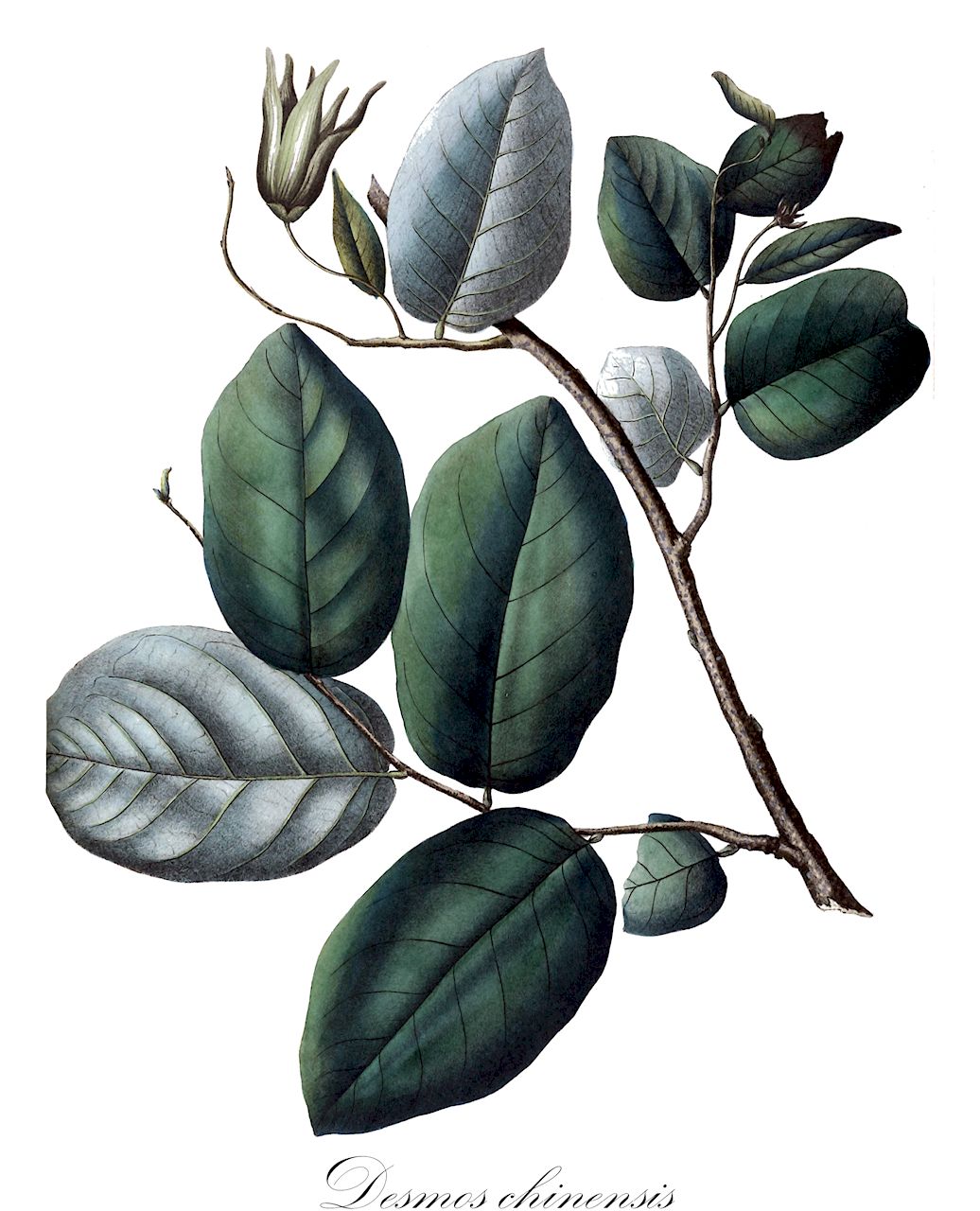 Desmos chinensis - Annonaceae,Plantae,Pteridobiotina,Angiosperms,Magnoliales,Annonaceae,Desmos,Desmos chinensis,Annona laevigata, Artabotrys esquirolii, Desmos chinensis var. brevifolius, Desmos chinensis var. jarawae, Desmos chinensis var. laevigatus, Desmos chinensis var. latifolia, Desmos chinensis var. lawii, Desmos chinensis var. macropetalus, Desmos chinensis var. pubescens, Desmos chinensis var. pubiflora, Desmos lawii, Polyalthia lawii, Unona amherstiana, Unona biglandulosa, Unona chinensis, Unona cordifolia, Unona discolor, Unona discolor var. angustipetala, Unona discolor var. bracteata, Unona discolor var. brevifolia, Unona discolor var. laevigata, Unona discolor var. latifolia, Unona discolor var. macropetala, Unona discolor var. neglecta, Unona discolor var. pachypetala, Unona discolor var. parviflora, Unona discolor var. pubescens, Unona discolor var. pubiflora, Unona discolor var. siamensis, Unona laevigata, Unona lawii, Unona lessertiana, Unona monilifera, Unona moniliformis, Unona roxburghiana, Unona undulata, Uvaria amherstiana, Uvaria cordifolia, Uvaria discolor, Uvaria monilifera, Uvaria uncata, Uvaria undulata, Uvaria undulata, Xylopia laevigata