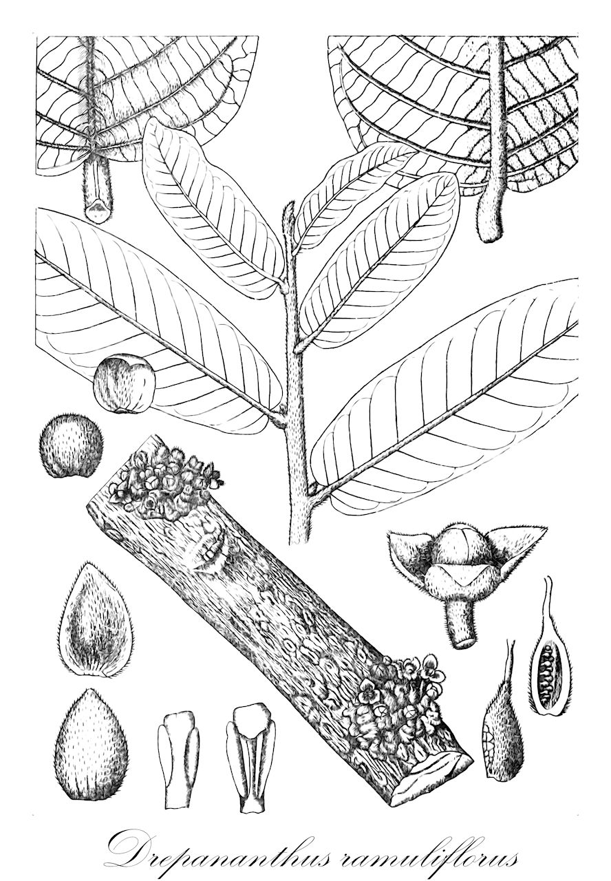 Drepananthus ramuliflorus - Annonaceae,Plantae,Pteridobiotina,Angiosperms,Magnoliales,Annonaceae,Drepananthus,Drepananthus ramuliflorus,Cyathocalyx bancanus, Cyathocalyx ramuliflorus