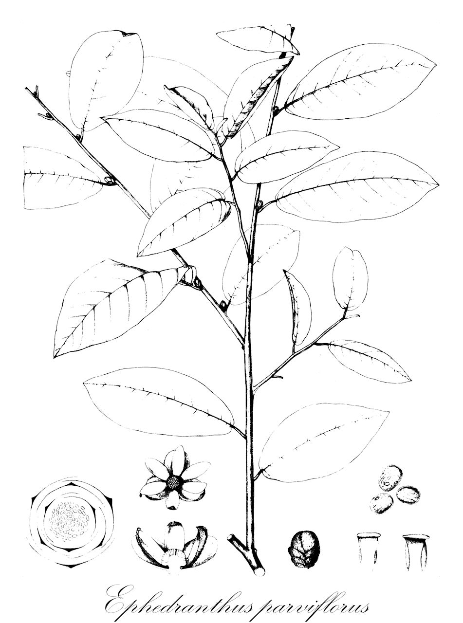 Ephedranthus parviflorus - Annonaceae,Plantae,Pteridobiotina,Angiosperms,Magnoliales,Annonaceae,Ephedranthus,Ephedranthus parviflorus