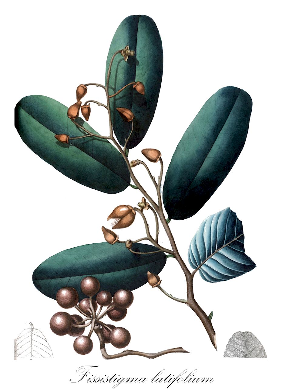 Fissistigma latifolium - Annonaceae,Plantae,Pteridobiotina,Angiosperms,Magnoliales,Annonaceae,Fissistigma,Fissistigma latifolium,Annona rufa, Fissistigma borneense, Fissistigma multinervia, Fissistigma parviflorum, Fissistigma rufum, Fissistigma sphaerocarpum, Friesodielsia multinervia, Melodorum borneense, Melodorum clementis, Melodorum latifolium, Melodorum mollissimum, Melodorum parviflorum, Melodorum rufum, Melodorum sphaerocarpum, Oxymitra multinervia, Unona latifolia, Uvaria latifolia, Uvaria longifolia, Uvaria sphaerocarpa