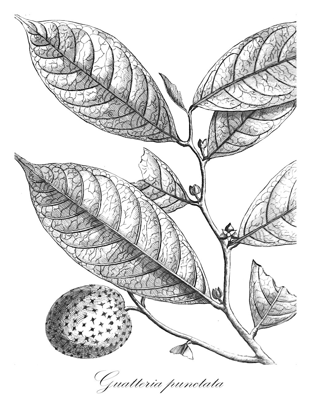 Guatteria punctata - Annonaceae,Plantae,Pteridobiotina,Angiosperms,Magnoliales,Annonaceae,Guatteria,Guatteria punctata,Annona axilliflora, Annona chrysopetala, Annona punctata, Guatteria acutissima, Guatteria asplundiana, Guatteria atra, Guatteria axilliflora, Guatteria buchtienii, Guatteria calimensis, Guatteria calliantha, Guatteria caniflora, Guatteria caniflora var. angustifolia, Guatteria caniflora var. latifolia, Guatteria cargadero, Guatteria chrysopetala, Guatteria chrysopetala var. major, Guatteria chrysopetala var. tenuipes, Guatteria coeloneura, Guatteria collina, Guatteria elliptica, Guatteria gamosepala, Guatteria glauca, Guatteria gracilipes, Guatteria guentheri, Guatteria juninensis, Guatteria lanceolata, Guatteria lasiocalyx, Guatteria latipetala, Guatteria leiocarpa, Guatteria longestipitata, Guatteria macrocalyx, Guatteria obliqua, Guatteria occidentalis, Guatteria olivacea, Guatteria ovalifolia, Guatteria parviflora, Guatteria platyphylla, Guatteria pleiocarpa, Guatteria poeppigiana, Guatteria pteropus, Guatteria pteropus var. angustior, Guatteria pteropus var. cinerea, Guatteria rhamnoides, Guatteria sagotiana, Guatteria sagotiana var. gracilior, Guatteria sylvicola, Guatteria umbonata, Guatteria wessels-boeri