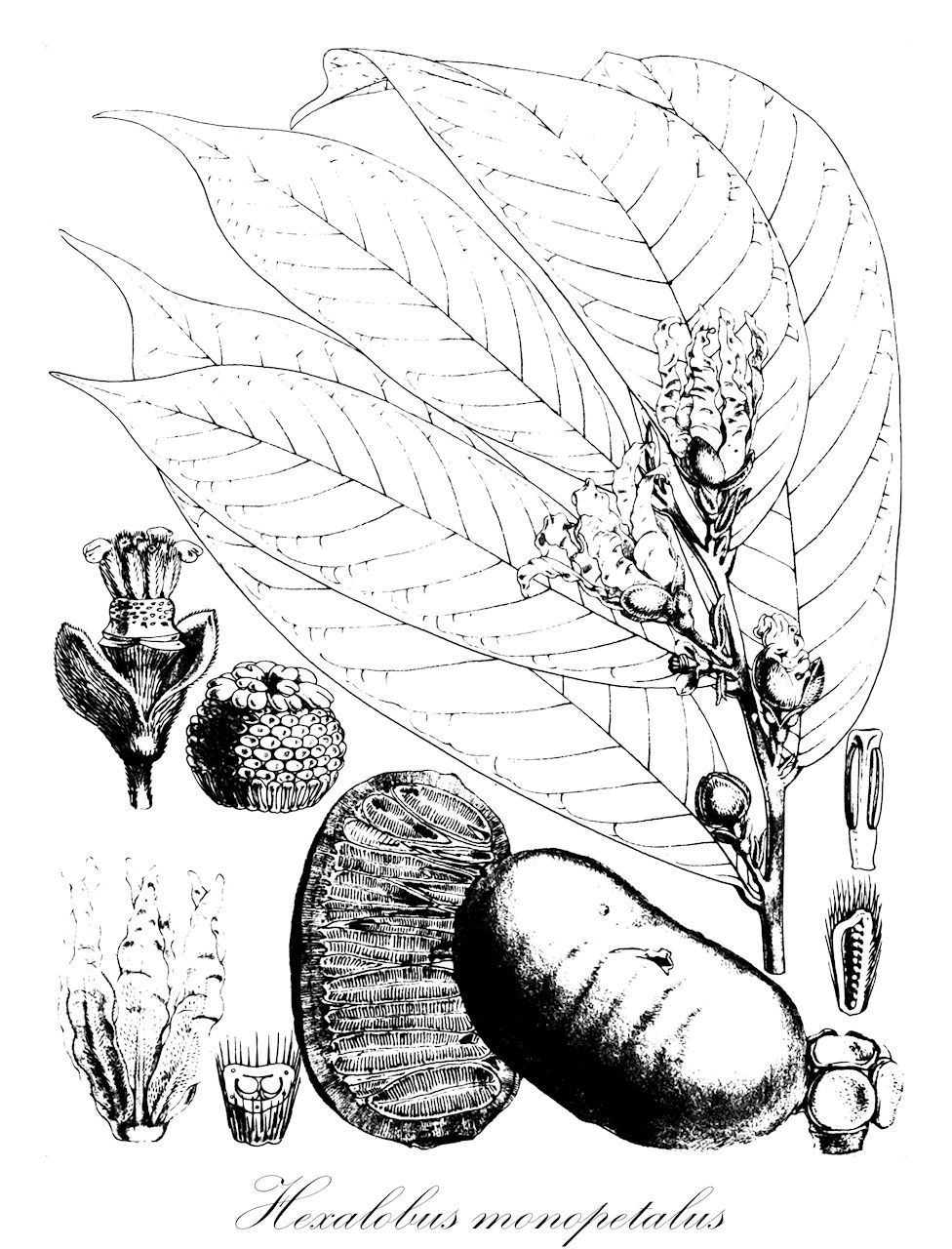 Hexalobus monopetalus - Annonaceae,Plantae,Pteridobiotina,Angiosperms,Magnoliales,Annonaceae,Hexalobus,Hexalobus monopetalus,Hexalobus glabrescens, Hexalobus huillensis, Hexalobus monopetalus var. obovatus, Hexalobus monopetalus var. parvifolius, Hexalobus senegalensis, Hexalobus tomentosus, Uva huillensis, Uvaria huillensis, Uvaria monopetala