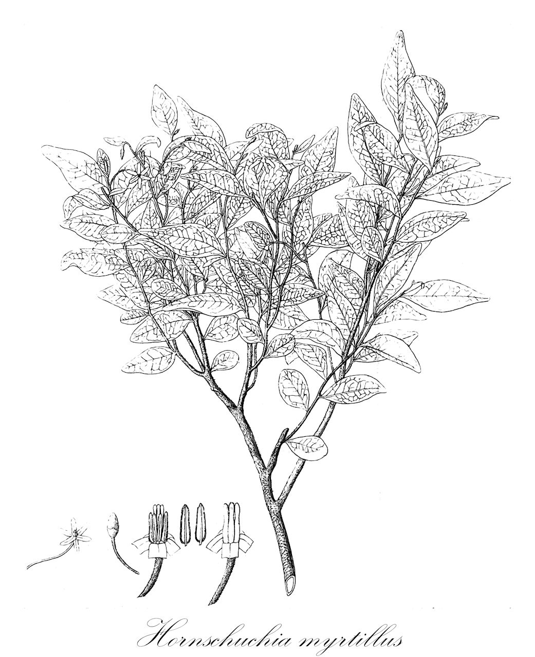 Hornschuchia myrtillus - Annonaceae,Plantae,Pteridobiotina,Angiosperms,Magnoliales,Annonaceae,Hornschuchia,Hornschuchia myrtillus
