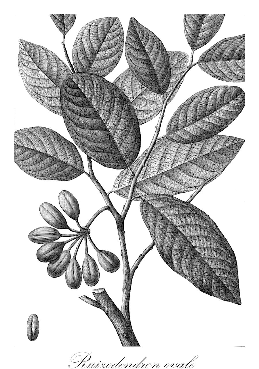 Ruizodendron ovale - Annonaceae,Plantae,Pteridobiotina,Angiosperms,Magnoliales,Annonaceae,Ruizodendron,Ruizodendron ovale,Guatteria ovalis, Guatteria ovalis