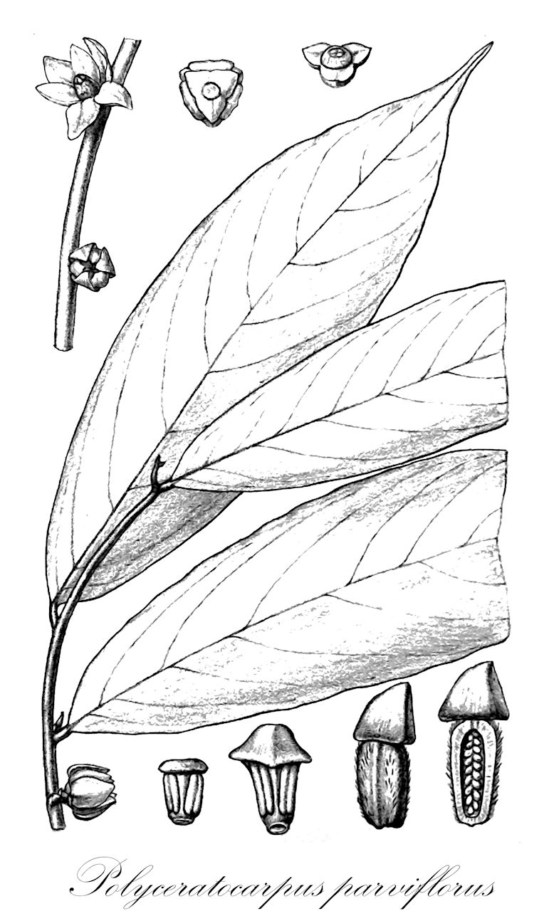 Polyceratocarpus parviflorus - Annonaceae,Plantae,Pteridobiotina,Angiosperms,Magnoliales,Annonaceae,Polyceratocarpus,Polyceratocarpus parviflorus,Alphonseopsis parviflora