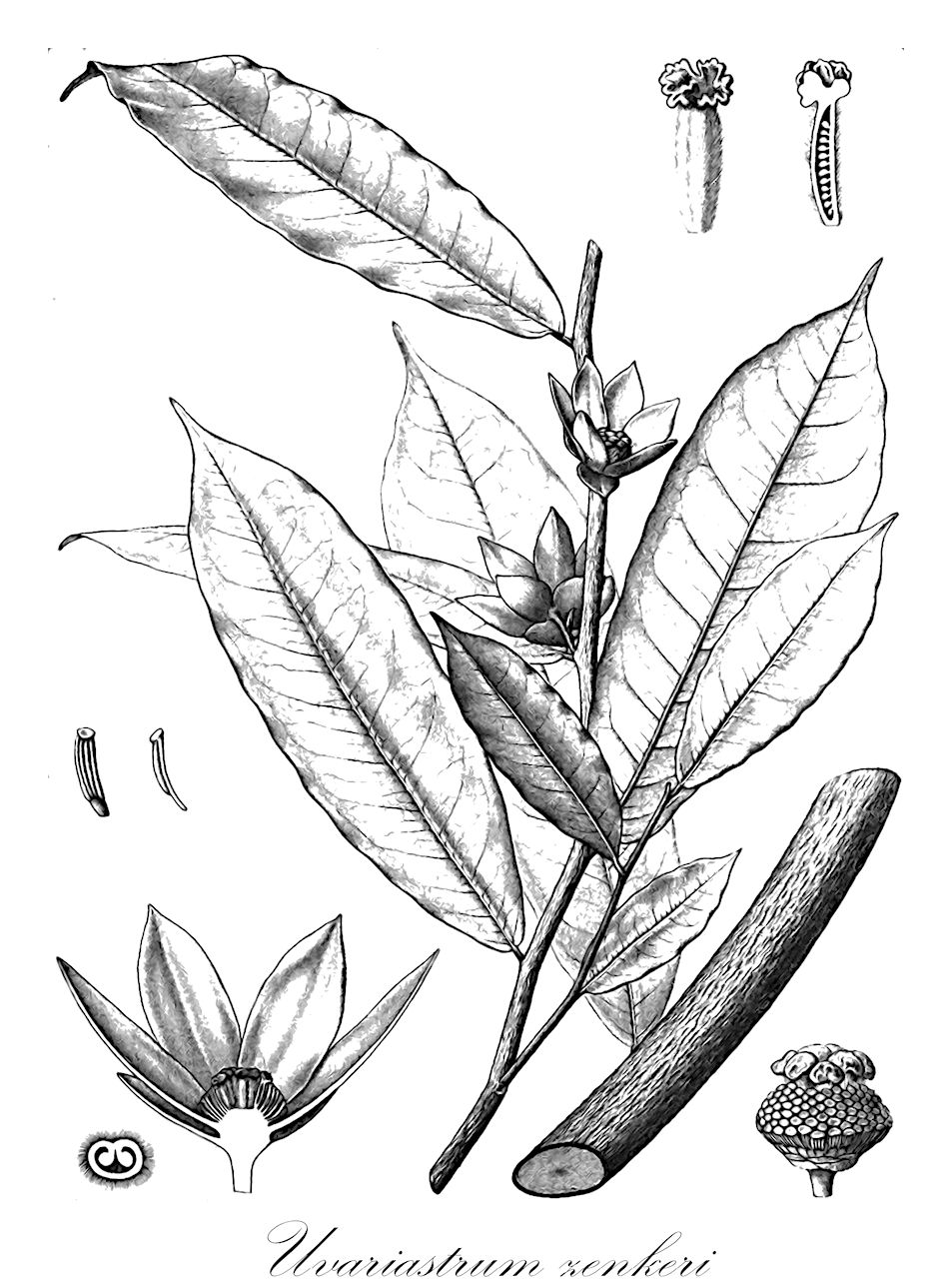 Uvariastrum zenkeri - Annonaceae,Plantae,Pteridobiotina,Angiosperms,Magnoliales,Annonaceae,Uvariastrum,Uvariastrum zenkeri,Uvariastrum pynaertii, Uvariastrum zenkeri var. nigritanum