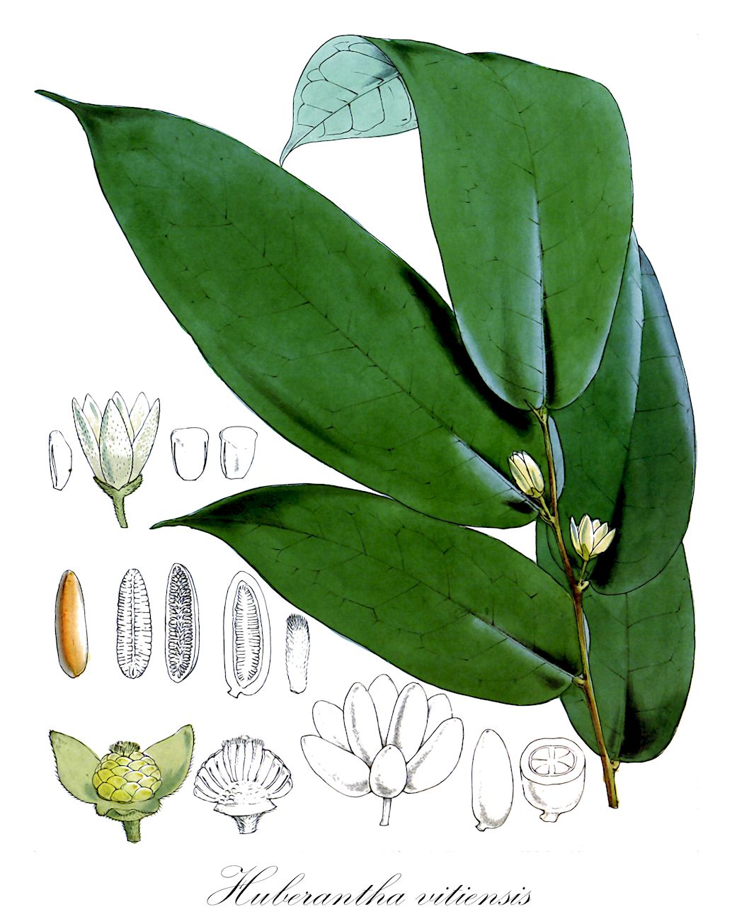 Huberantha vitiensis - Annonaceae,Plantae,Pteridobiotina,Angiosperms,Magnoliales,Annonaceae,Huberantha,Huberantha vitiensis,Hubera vitiensis, Polyalthia pedicellata, Polyalthia vitiensis