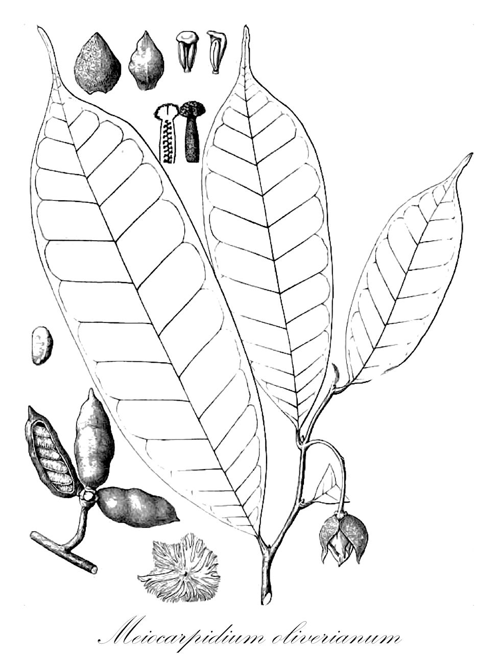 Meiocarpidium oliverianum - Annonaceae,Plantae,Pteridobiotina,Angiosperms,Magnoliales,Annonaceae,Meiocarpidium,Meiocarpidium oliverianum,Meiocarpidium lepidotum, Unona lepidota, Unona oliveriana, Uvaria zenkeri