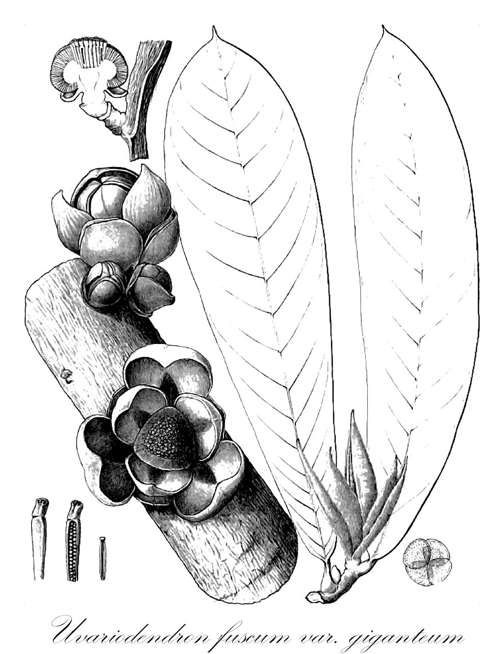 Uvariodendron fuscum var. giganteum - Annonaceae,Plantae,Pteridobiotina,Angiosperms,Magnoliales,Annonaceae,Uvariodendron,Uvariodendron fuscum,Uvariodendron fuscum var. giganteum,Uva gigantea, Uvaria gigantea, Uvariodendron giganteum