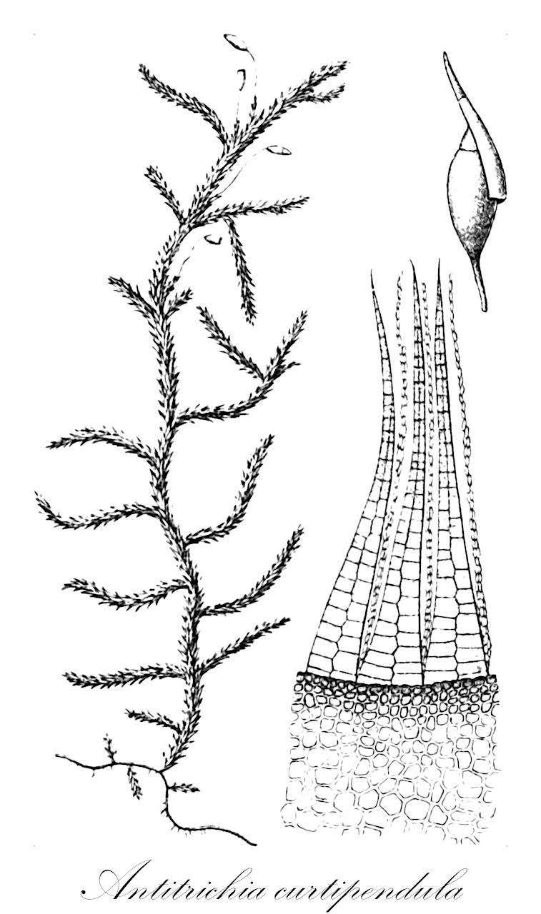 Antitrichia curtipendula - Antitrichiaceae,Plantae,Bryobiotina,Bryophyta,Bryopsida,Bryidae,Hypnanae,Hypnales,Antitrichiaceae,Antitrichia,Antitrichia curtipendula,Anomodon curtipendulus, Anomodon curtipendulus var. brachycarpus, Anomodon curtipendulus var. hamulosus, Anomodon curtipendulus var. turgidus, Antitrichia curtipendula f. falcata, Antitrichia curtipendula f. integrifolia, Antitrichia curtipendula f. minor, Antitrichia curtipendula subsp. gigantea, Antitrichia curtipendula subsp. pristioides, Antitrichia curtipendula subsp. veporica, Antitrichia curtipendula var. curtipendula, Antitrichia curtipendula var. falcata, Antitrichia curtipendula var. gigantea, Antitrichia curtipendula var. integrifolia, Antitrichia curtipendula var. minor, Antitrichia curtipendula var. spinosa, Antitrichia formosana, Antitrichia gigantea, Antitrichia kilimandscharica, Antitrichia pristioides, Cryphaea scariosa, Haptymenium curtipendulum, Hypnum curtipendulum, Hypnum montanum, Leucodon curtipendulus, Neckera curtipendula, Neckera curtipendula var. hamulosa, Neckera curtipendula var. montana, Papillaria scariosa