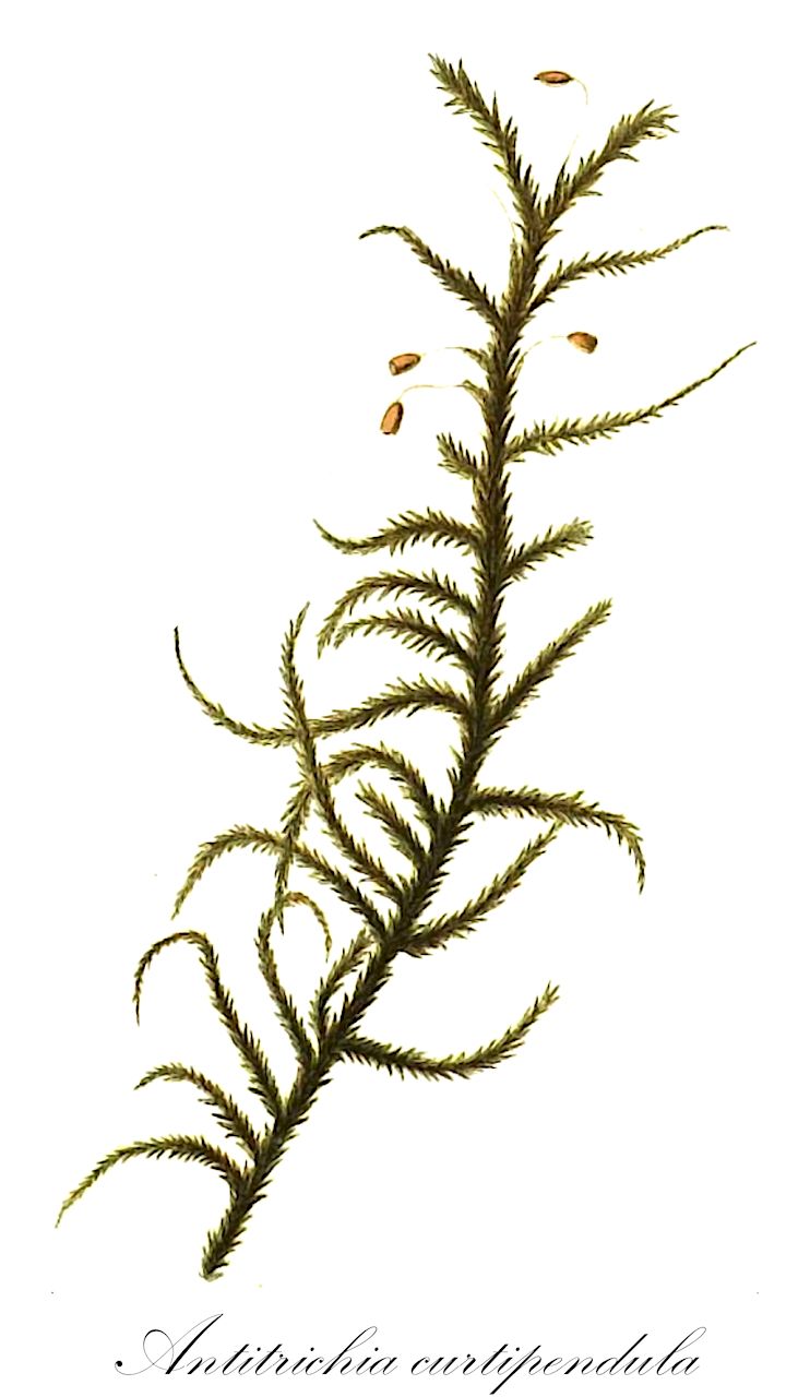 Antitrichia curtipendula - Antitrichiaceae,Plantae,Bryobiotina,Bryophyta,Bryopsida,Bryidae,Hypnanae,Hypnales,Antitrichiaceae,Antitrichia,Antitrichia curtipendula,Anomodon curtipendulus, Anomodon curtipendulus var. brachycarpus, Anomodon curtipendulus var. hamulosus, Anomodon curtipendulus var. turgidus, Antitrichia curtipendula f. falcata, Antitrichia curtipendula f. integrifolia, Antitrichia curtipendula f. minor, Antitrichia curtipendula subsp. gigantea, Antitrichia curtipendula subsp. pristioides, Antitrichia curtipendula subsp. veporica, Antitrichia curtipendula var. curtipendula, Antitrichia curtipendula var. falcata, Antitrichia curtipendula var. gigantea, Antitrichia curtipendula var. integrifolia, Antitrichia curtipendula var. minor, Antitrichia curtipendula var. spinosa, Antitrichia formosana, Antitrichia gigantea, Antitrichia kilimandscharica, Antitrichia pristioides, Cryphaea scariosa, Haptymenium curtipendulum, Hypnum curtipendulum, Hypnum montanum, Leucodon curtipendulus, Neckera curtipendula, Neckera curtipendula var. hamulosa, Neckera curtipendula var. montana, Papillaria scariosa
