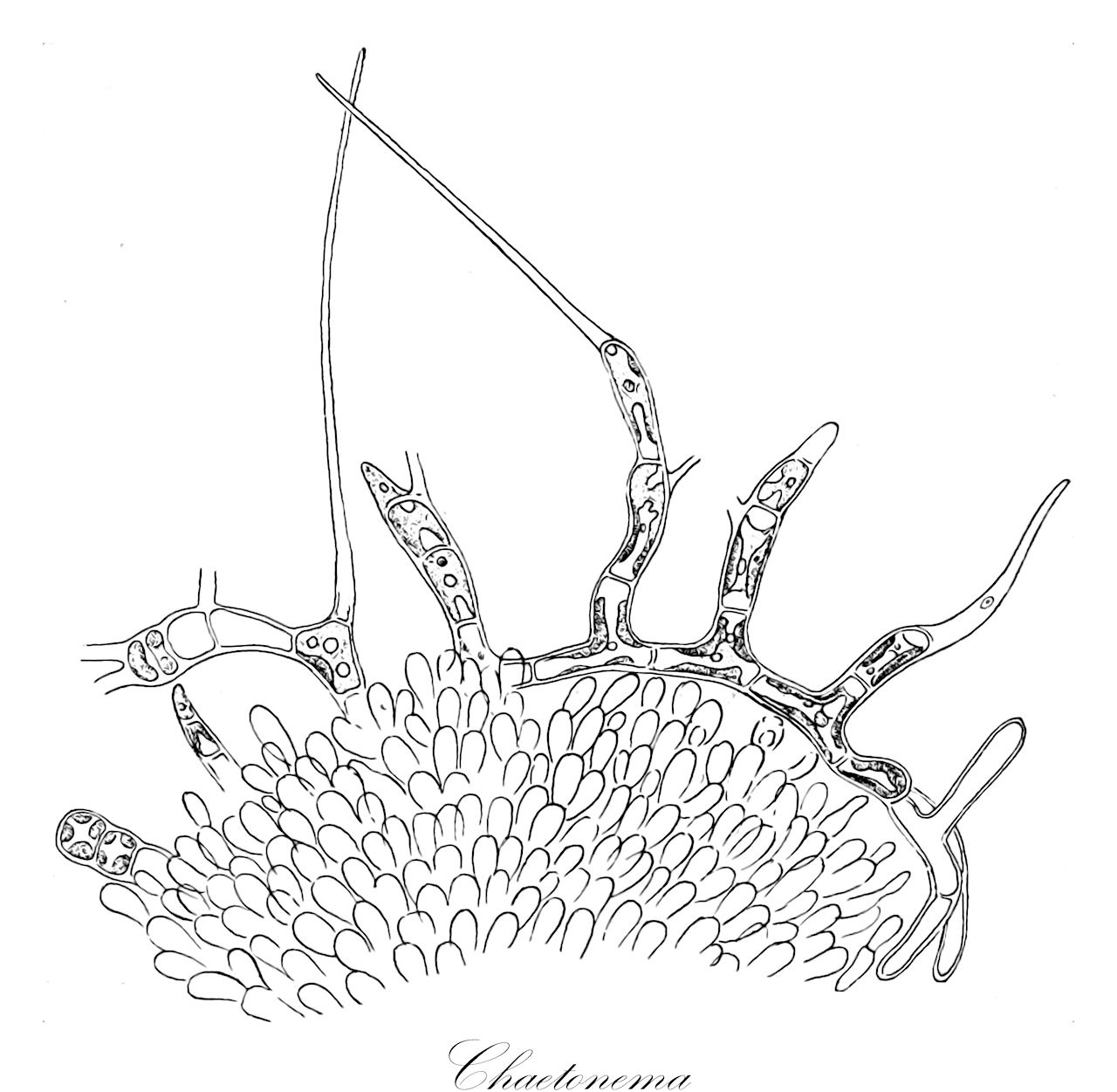 Chaetonema - Cladophoraceae,Biota,Plantae,Chlorophyta,Chlorophytina,Chlorophyceae,Chaetophorales,Aphanochaetaceae,Chaetonema