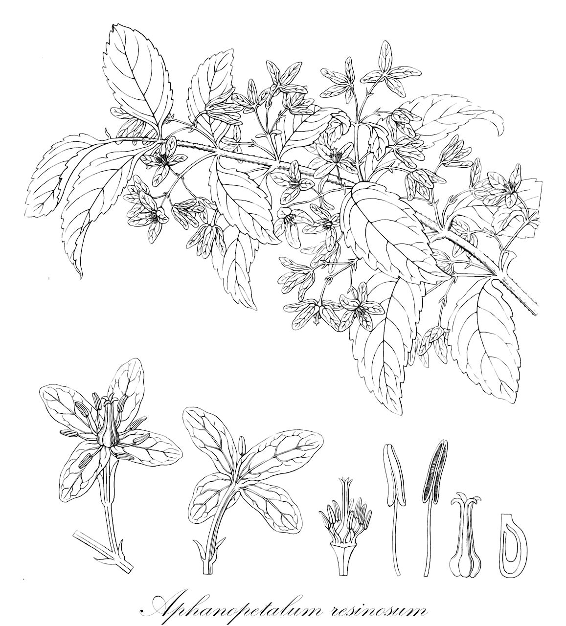 Aphanopetalum resinosum - Aphanopetalaceae,Plantae,Pteridobiotina,Angiosperms,Saxifragales,Aphanopetalaceae,Aphanopetalum,Aphanopetalum resinosum