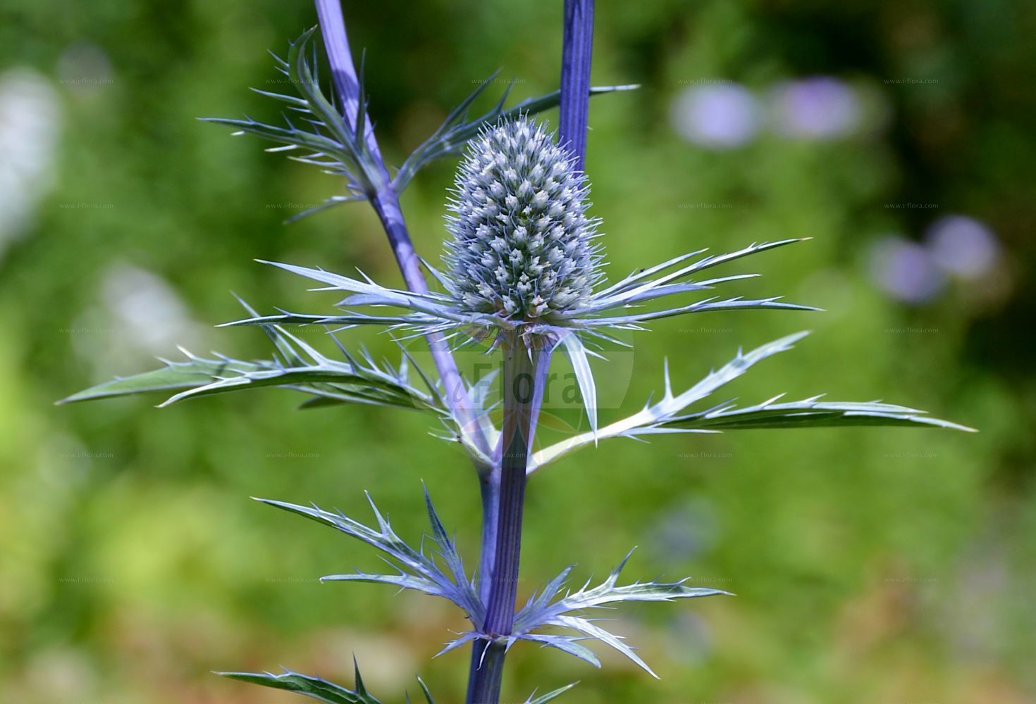 Eryngium bourgatii - Apiaceae,Plantae,Pteridobiotina,Angiosperms,Apiales,Apiaceae,Eryngium,Eryngium bourgatii,Eryngium alpinum, Eryngium bourgatii var. pyrenaicum, Eryngium pallescens, Eryngium tournefortii,Bourgat-Mannstreu;chardon bleu;chardon bleu de Bourgat;panicaut de Bourgat;alguerrico;azulejos;cardo azul;cardo blanco;cardo cuco;cardo de la Magdalena;cardo de puerto;cardo santo;синеголовник Бурга;gelenkuş;espinacal;panical blanc;panical blau;panical de muntanya;charchavinah yerukkah;חַרְחֲבִינָה יְרֻקָּה