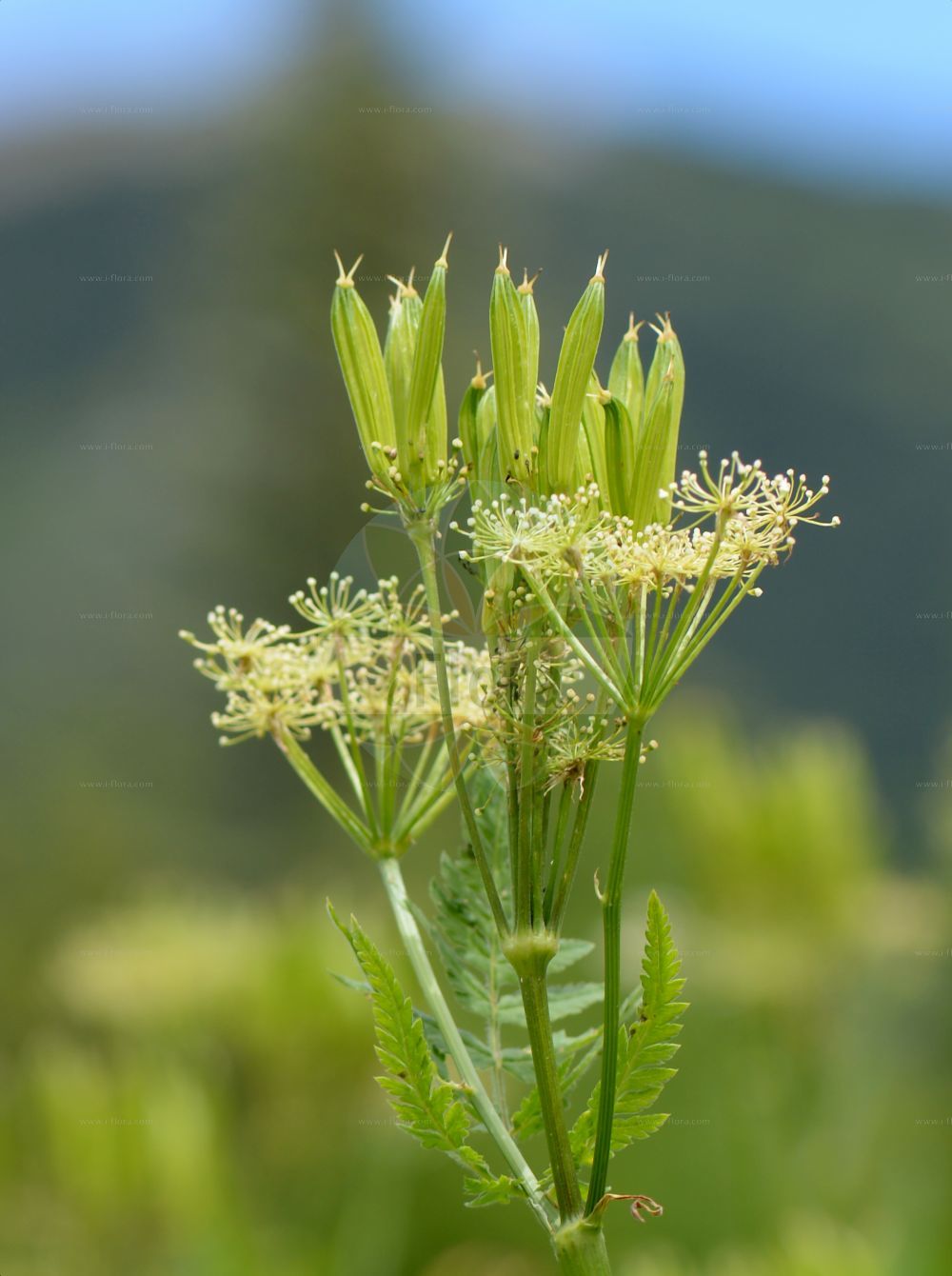 Myrrhis odorata - Apiaceae,Plantae,Pteridobiotina,Angiosperms,Apiales,Apiaceae,Myrrhis,Myrrhis odorata,Chaerophyllum odoratum, Lindera odorata, Myrrhis brevipedunculata, Myrrhis iberica, Myrrhis sulcata, Scandix odorata, Selinum myrrhis,Echte Süßdolde;Süßdolde;sweet cicely;myrrh;sweet chervil;anise;Cerfeuil musqué;cerfeuil anisé;cerfeuil d'Espagne;fougère musquée;grand cerfeuil sauvage;myrrhis odorant;persil d'anis de Lobel;perifollo oloroso;anises;anisinos;cerefolio almizclado;Mirride delle Alpi;cerfoglio di Spagna;finocchiella;felce muschiata;åker-kulla;roomse kervel;миррис душистая;mirrë;mirris;mirisna čehulja;åker-glim;spansk körvel;körvel;sødskærm;marchewnik anyżowy;marchewnik wonny;dišeči kromač;illatos mirhafű;čechřice vonná;čechrica voňavá;мірис запашний;mesiputk;spansk kjørvel;saksankirveli;spánarkerfill;kvapioji garduoklė